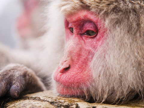 Japanese macaque resting head on rock in winter in Japan