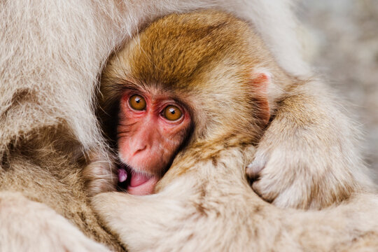 Baby Japanese macaque clinging to mother in wildlife winter scene