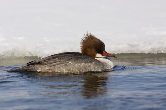 Merganser duck swimming in icy lake kussharo, hokkaido, Japan