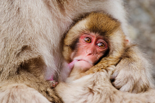 Japanese macaque baby nursing from mother in Japan winter