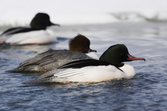 Mergansers swimming on lake kussharo Japan