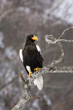 Steller's sea eagle perched on branch in winter forest Japan