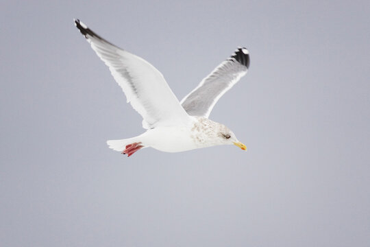Gull in flight over hokkaido sky in winter