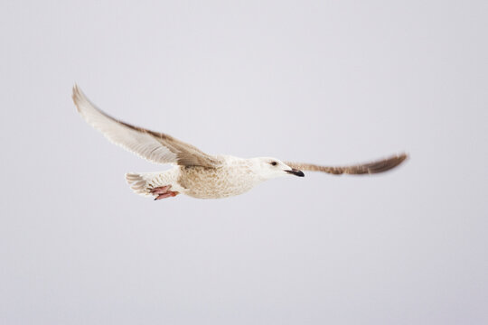 Gull in flight with spread wings Japan