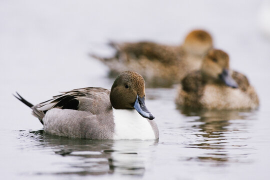 Northern pintail ducks swimming on a pond Japan