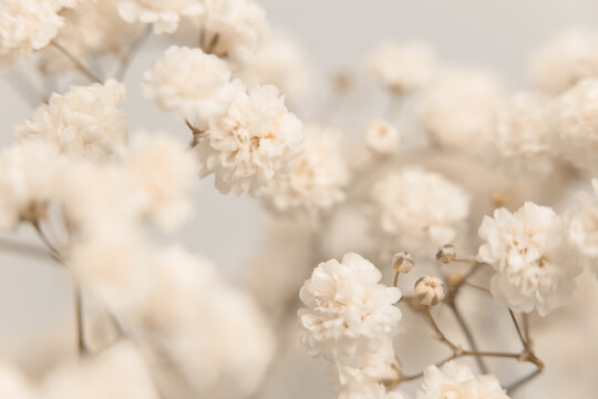 Smoke close-up selective soft focus cream beige white Gypsophila Flower bud Petals, branch, twig. Natural art blur macro light fog abstract background.