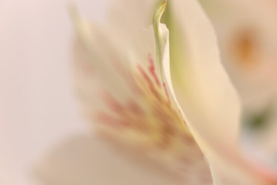 Smoke close-up selective soft focus cream beige white Alstroemerieae lily Flower bud Petals. Natural art blur macro light fog abstract background.
