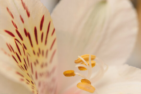 Smoke close-up selective soft focus cream beige white Alstroemerieae lily Flower bud Petals, pestle; stamen. Natural art blur macro light fog abstract background.