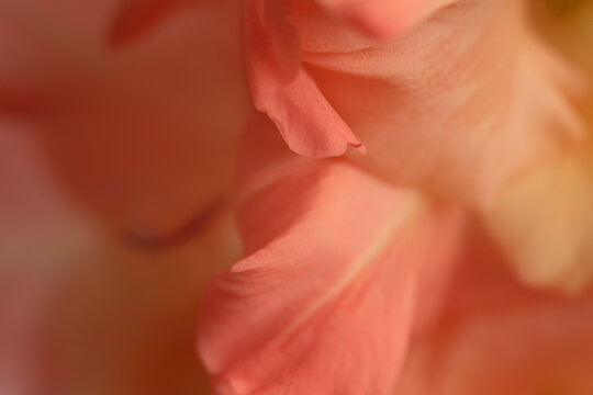 Smoke close-up selective soft focus cream beige pink Gladiolus Flower bud Petals. Natural art blur macro light fog abstract background.