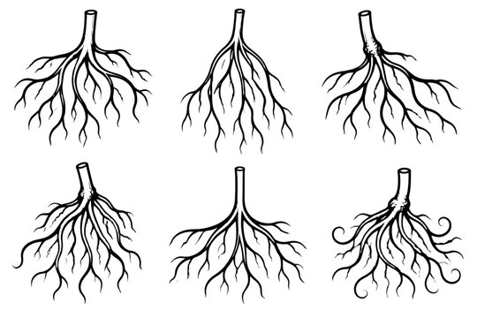 Hand drawn tree root system with branching rootlets