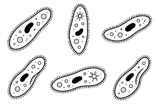 Paramecia with cilia and visible cell structures