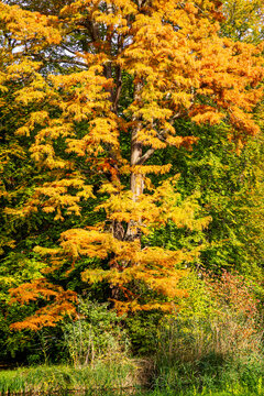 Bunte Baumkronen im Spreewald w&auml;hrend der Herbstsaison