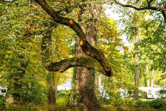 Bunte Herbstbl&auml;tter und alte Baumriesen in L&uuml;bbenau