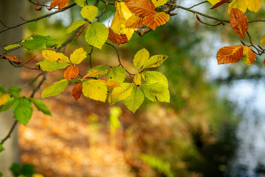 Bunte Herbstbl&auml;tter am Baum