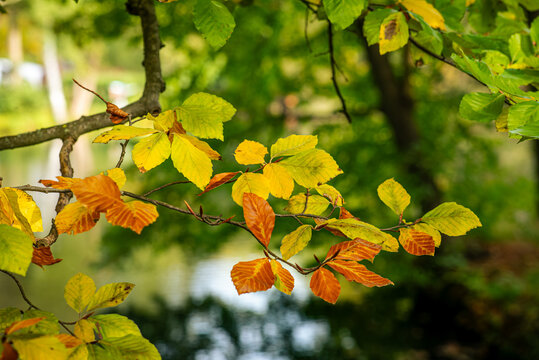 Herbstlaub und alte B&auml;ume im Schlosspark L&uuml;bbenau