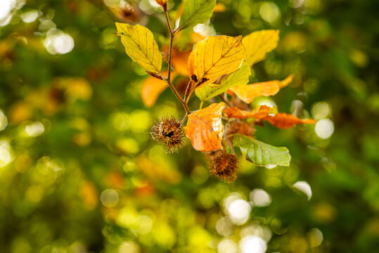 Nahaufnahme Buchecker am herbstlichen Baum
