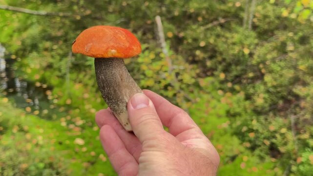 Mushroom picker holds freshly gathered aspen bolete with cleaned stem in woodland. Concept: wild mushroom foraging, edible fungi, autumn gathering.