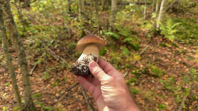 Mushroom picker holds freshly uprooted porcini mushroom with soil-covered base in sunlit woodland. wild mushroom gathering, foraging, autumn harvest.