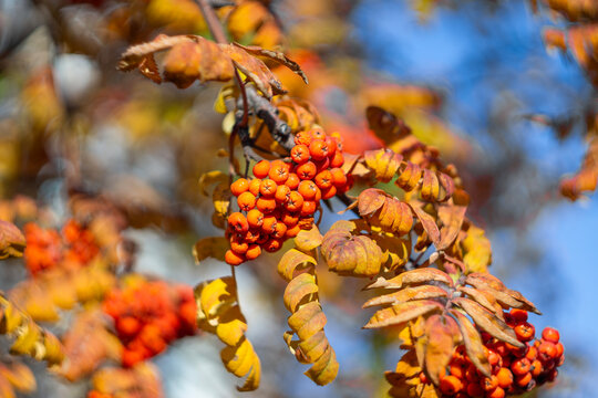 Cluster of ripe orange rowan berries and dry autumn leaves on tree branches