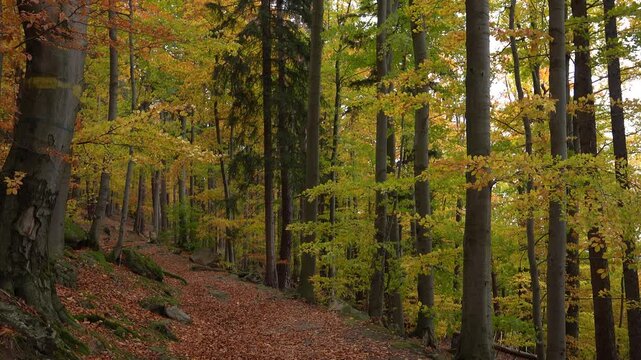 1 min video autumn beech forest with tall trees, golden foliage, sunlight and shadows shift through the autumn forest. natural sound