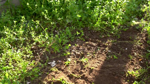 Hands work diligently to remove weeds from garden beds, transforming the soil into a neat and inviting space for plants. Bright sunlight bathes the lush greenery, enhancing the scene.