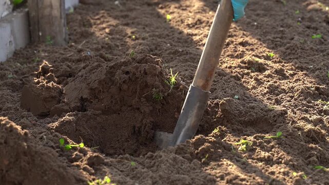 Gardener skills come to life as soil is enriched for tomato seedlings. The person digs and adds fertilizer, ensuring healthy growth in a sunny garden plot.