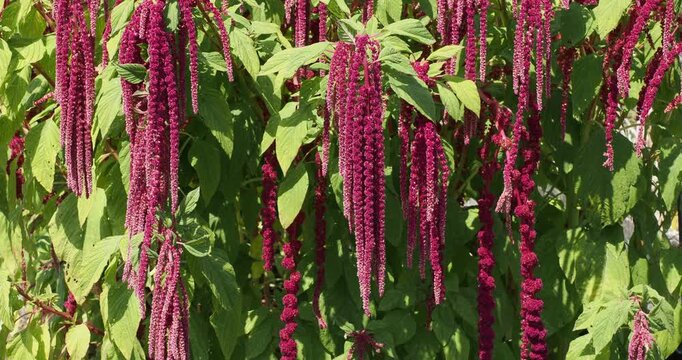  (Amaranthus caudatus) Love-lies-bleeding or pendant purple amaranth producing spectacular, supple, drooping panicles, similar to fox tails
