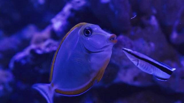 Explore a stunning underwater world filled with lively fish and vivid corals in a marine aquarium. Witness the tranquility and beauty of aquatic life in this enchanting habitat.