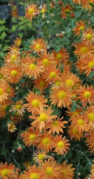 Chrysanthemum indicum 'Cottage Apricot' - Autum mum or Garden mum flowers with petals of fine needles, open up flat in a orange shade between peach and coppery red surround a beautiful yellow heart