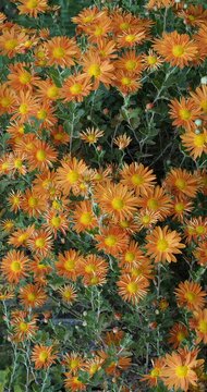 Chrysanthemum indicum 'Cottage Apricot' - Mound of Autum mum flowers adorned single orange petals tinged with pink-peach atop leafy branched upright stems