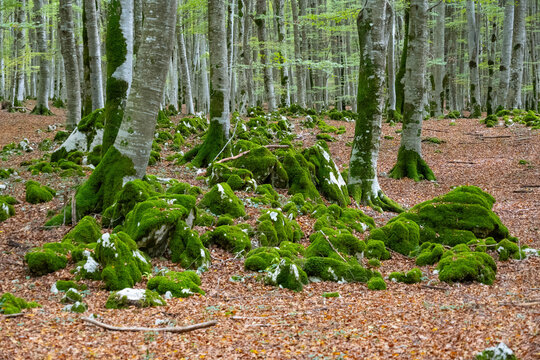 Bosco in autunno