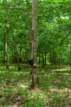 Hevea brasiliensis trees growing in rows on a rubber plantation