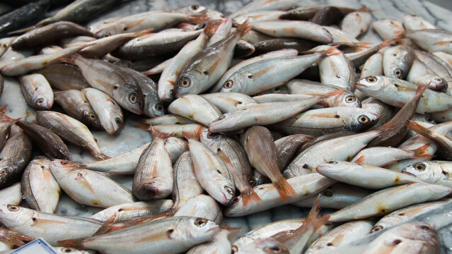 Fresh sea breams to sell in a portuguese local market. Setubal, Portugal