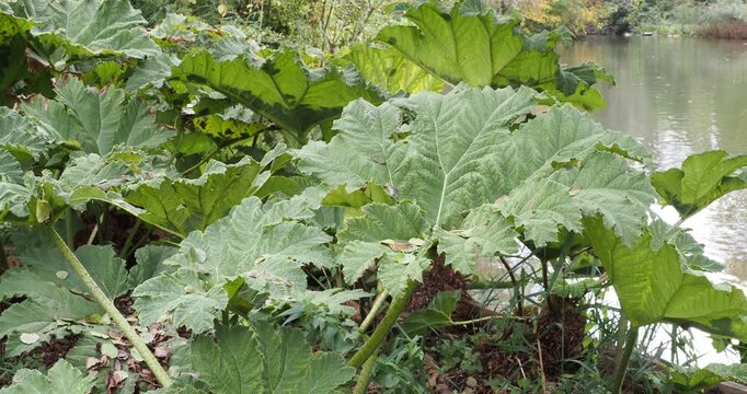 Gunnera manicata |  Giant rhubarb plants with a prehistoric appearance, boasting impressive green leaves, stand firmly upright on tall, thorny stems, thriving at the edge of a pond