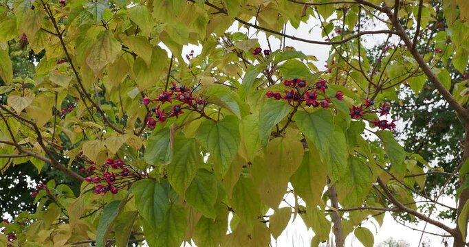 Clerodendrum trichotomum or Harlequin Glorybower shrub adorned with spreading smoot, grown branches bearing dense fall foliage and clusters of dark blue drupes surrounded by starry red sepals 
