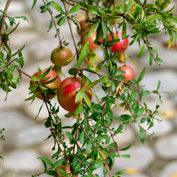 (Punica granatum) Cluster of miniature pomegranate vivid orange-red fruits on slightly thorny hanging twigs with small tangled lance-shaped green leaves