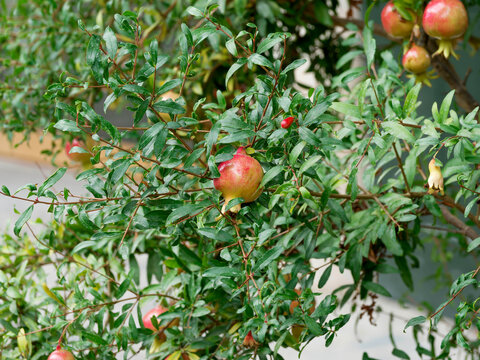 Punica granatum. Nana - Pomegranate | Dwarf pomegranate, mediterranean shrub producing small edible miniature fruits hanging on slightly thorny branches with green leathery tangled  foliage
