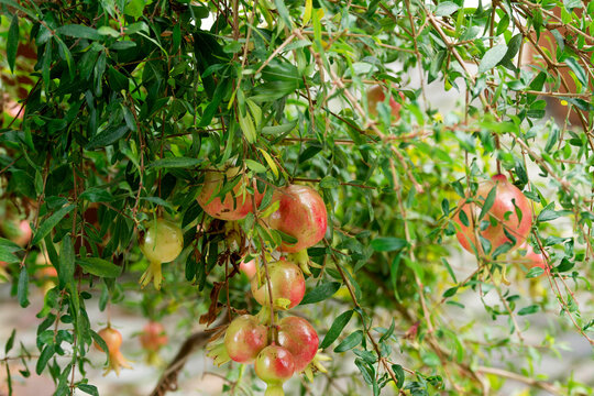 Dwarf pomegranate (Punica granatum), compact ornamental shrub producing miniature edible orange-red fruits along hanging branches adorned with leathery small green leaves