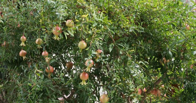 Dwarf pomegranate or Punica granatum. Nana - Pomegranate, bushy rounded shrub adorned with edible red-orange fruits hanging between dense clusters of tangled branches