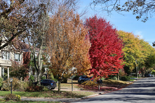 fall colors on tree lined suburban street of two story detached brick homes
