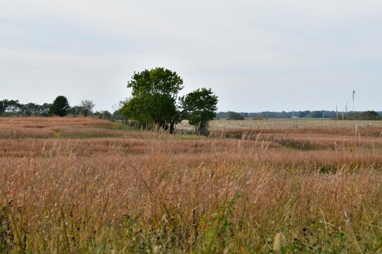 Autumn Field