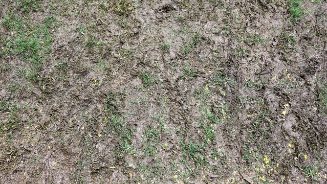 Wet churned brown mud with trampled green grass patches and tiny yellow fallen petals on dirty soaked ground, with rough clumps, footprints and tracks after heavy rain, seen from above as a background