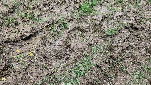 Wet churned brown mud with trampled green grass tufts and tiny yellow fallen petals scattered across dirty soaked ground, with deep tracks, rough clumps and cracked drying soil after heavy rainfall