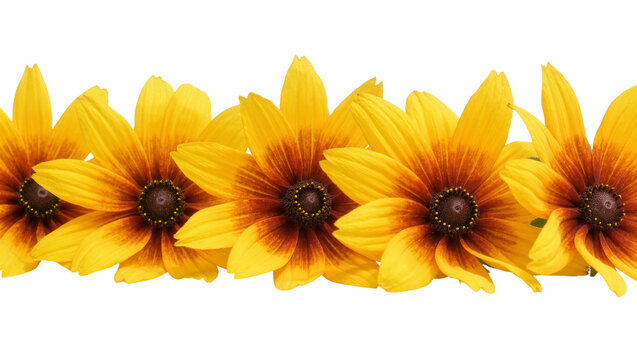 Isolated vibrant yellow and orange flowers, a beautiful botanical arrangement with P (897) label.