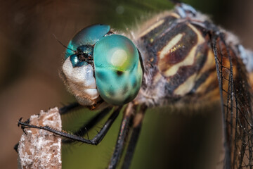 Blue Dasher Dragonfly Perched on Pond Branch Macro Close-Up © Stephen