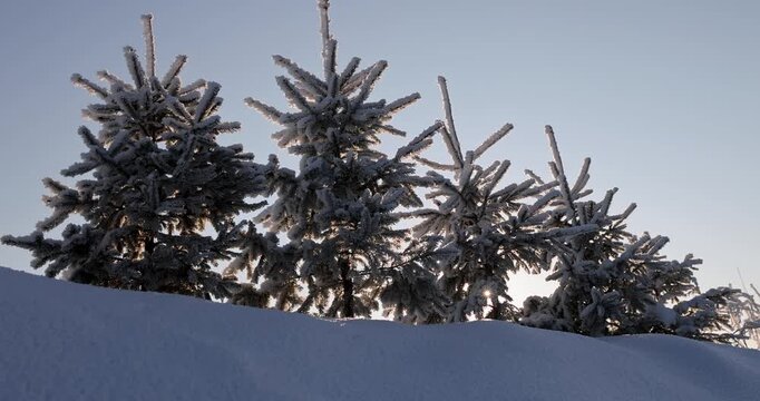 Sunlight filtering through snow-covered small pine trees on a hilltop, wild coniferous vegetation on a sunny winter day