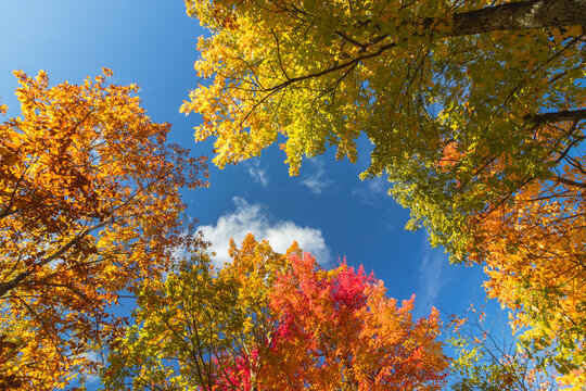 Upper Awosting carriage road  in Minnewaska State Park, NY, on a crisp and clear Autumn morning surrounded by vivid fall foliage