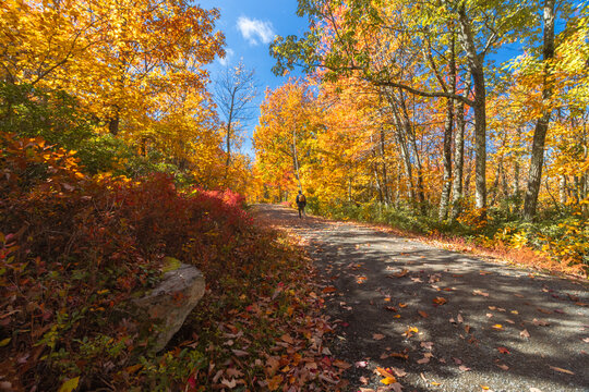 Upper Awosting carriage road  in Minnewaska State Park, NY, on a crisp and clear Autumn morning surrounded by vivid fall foliage
