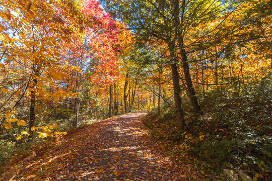 Upper Awosting carriage road  in Minnewaska State Park, NY, on a crisp and clear Autumn morning surrounded by vivid fall foliage