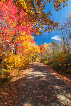 Upper Awosting carriage road  in Minnewaska State Park, NY, on a crisp and clear Autumn morning surrounded by vivid fall foliage